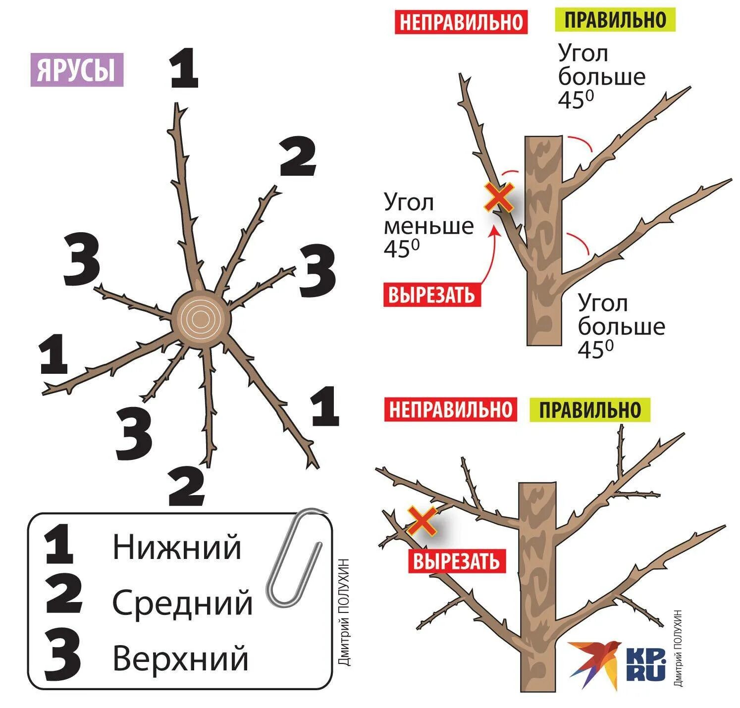 Можно ли спиливать ветки деревьев. Схема подрезки плодовых деревьев. схема обрезки плодовых деревьев весной для начинающих. схема обрезки яблони осенью. обрезка яблонь осенью схема.