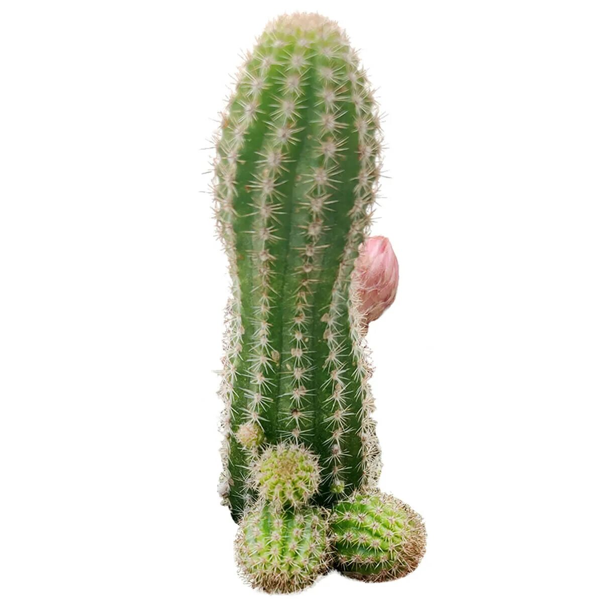 Cacti бренд. Эхинопсис Хамецереус. Кактусы эхинопсисы. Хамецереус Сильвестри. Хорни Кактус.