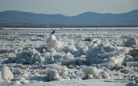 Ледоход на амуре в 2024 году