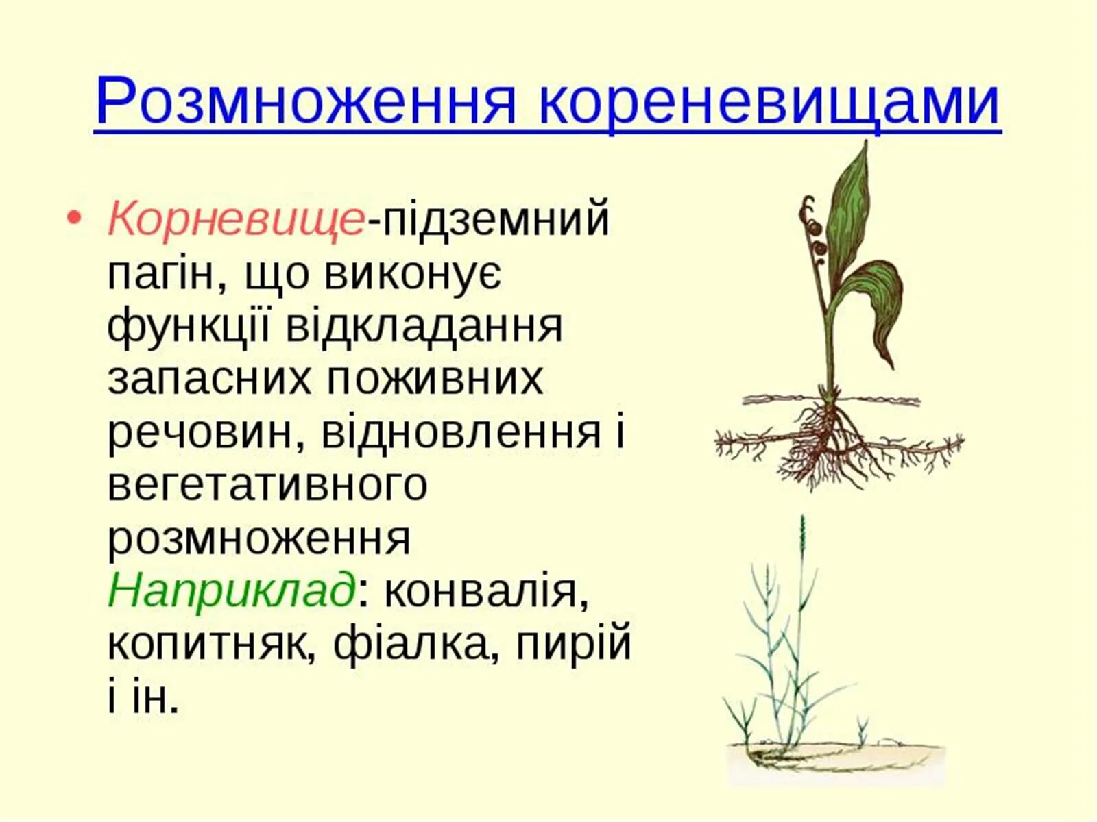 Розмноження. Осот способ вегетативного размножения. Вегетативне розмноження рослин практична робота. Приклади нестатевого розмноження. Лист орган вегетативного размножения