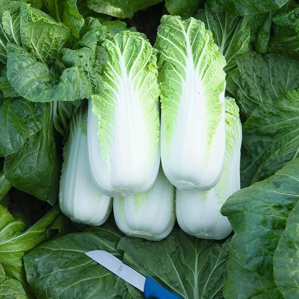 пекинская капуста Капуста, Кимчхи, Кулинария
