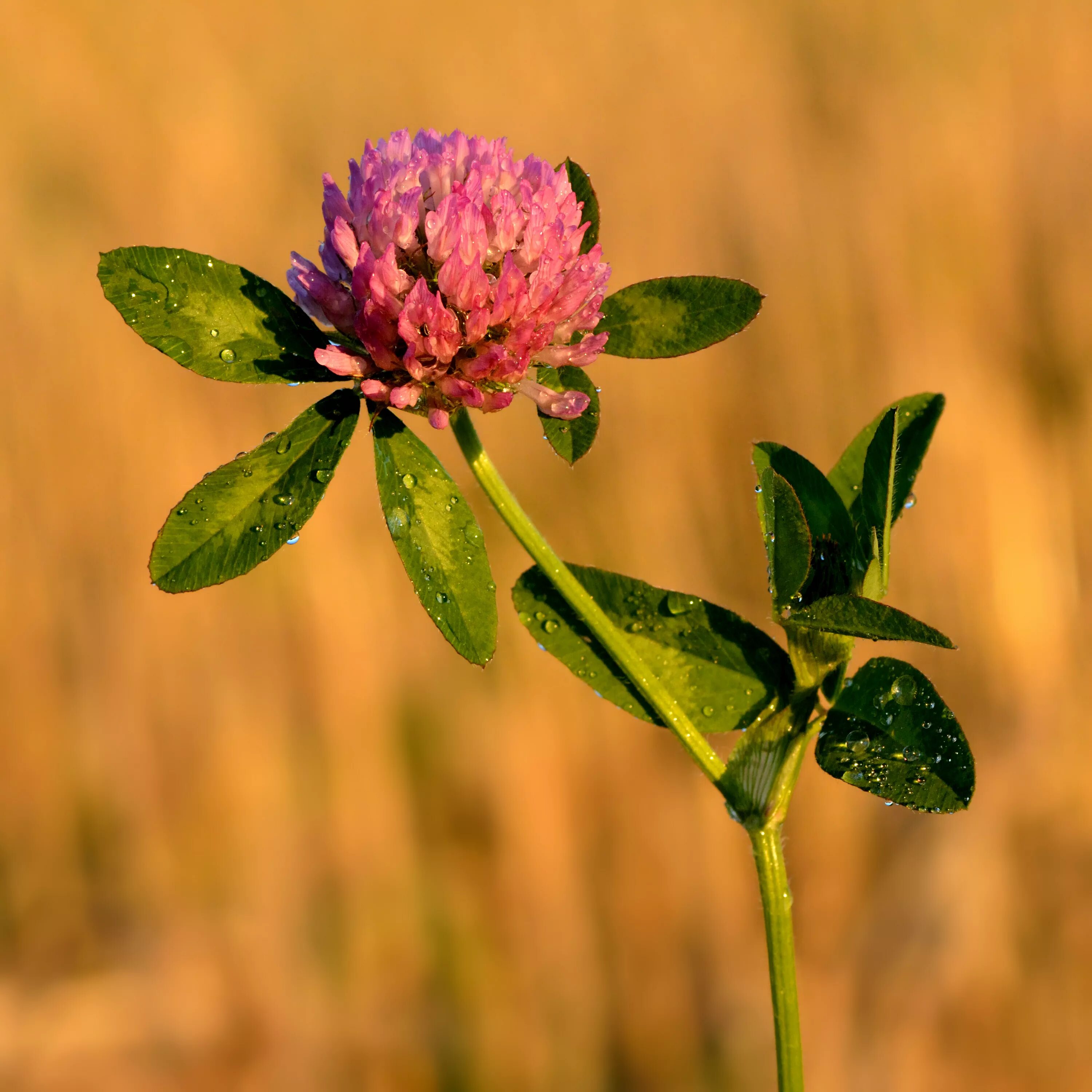 Клевер покрытосеменной. Trifolium pratense. Клевер Луговой. Клевер Луговой Клевер красный. Клевер красный (Trifolium Rubens).