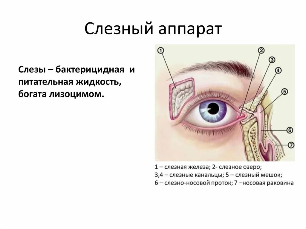 Строение слезных канальцев. Строение глаза слезное мясцо. Строение НОСО слезных путей. Анатомия глаза слезный мешок. Слезные железы вспомогательный аппарат