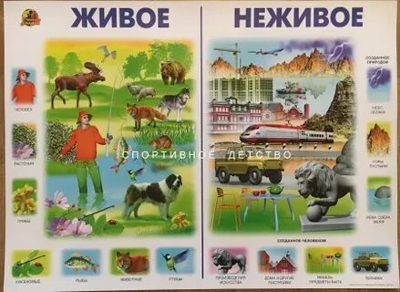 Что не живое мы едим