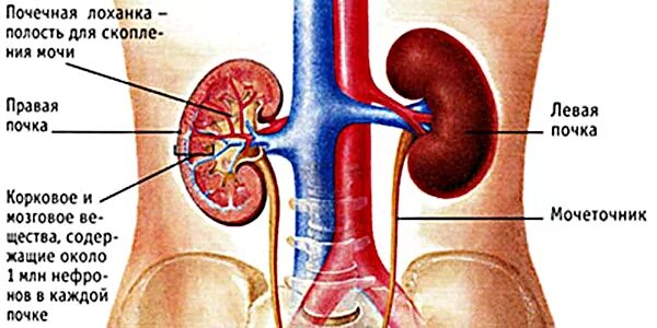 Органы человека почки. Расположение почек. Внутренние органы человека почки. Правая почка меньше левой