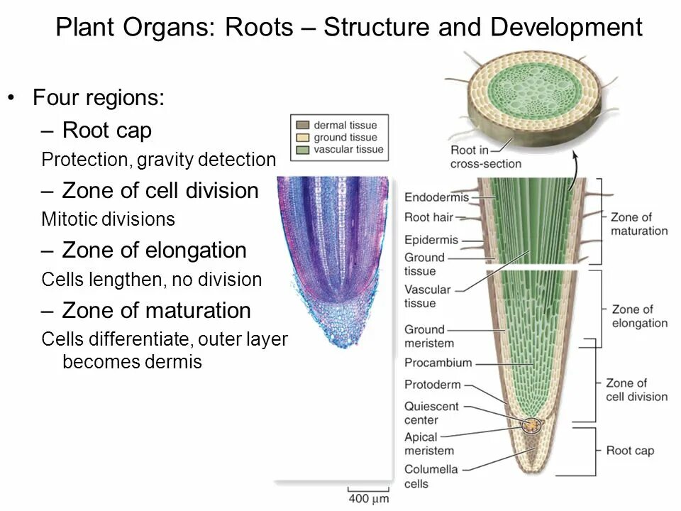 Plant structure root Cortex Cells. Plant Organs. The structure of the root Zones. Plant Cell Division. Planting the roots