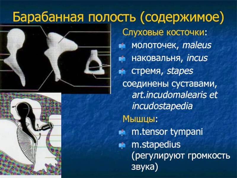шаги механической обработки корневых каналов. содержимое полости. содержимое полости. стенки подмышечной полости топографическая анатомия. микроскопическое строение барабанной полости.