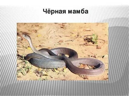 Ядовитая змея африки 5