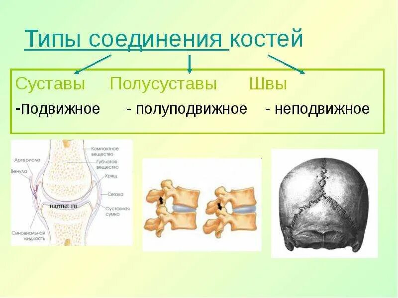 . Соединения костей: , полусуставы, суставы. Типы соединения костей полуподвижные. Подвижная полуподвижная неподвижная соединение костей. Типы соединения костей суставы.