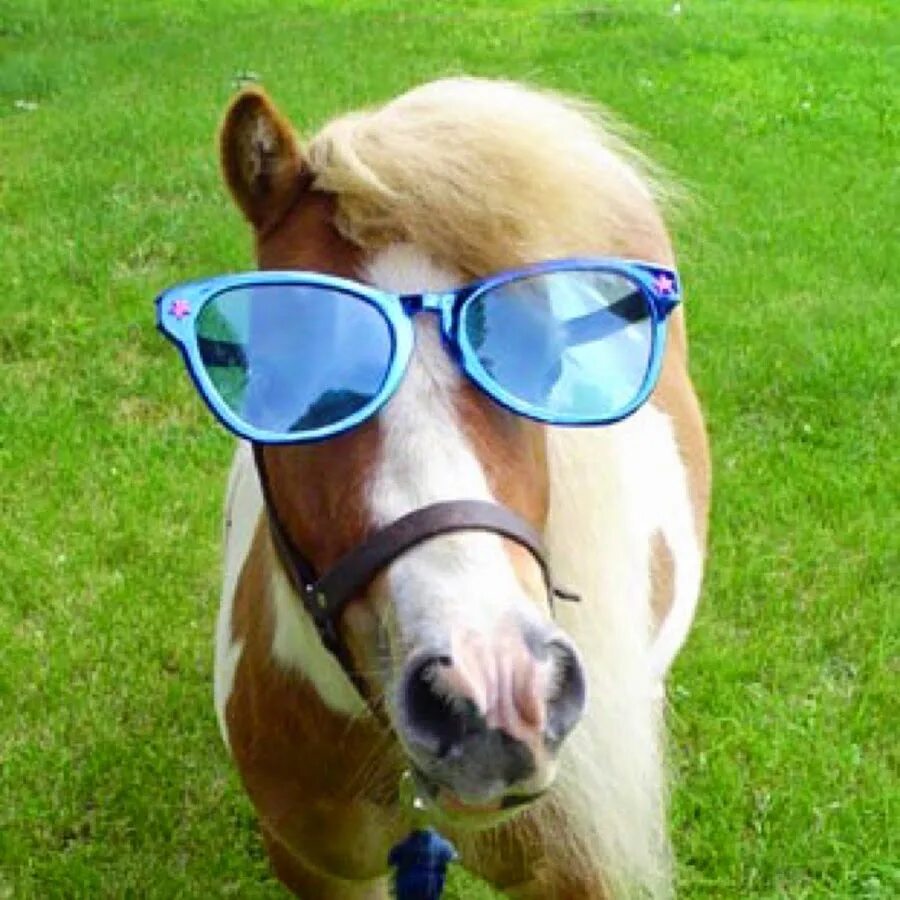 Смешная лошадь. Лошадь в очках. Лошадка в очках. Лошадиное очко.
