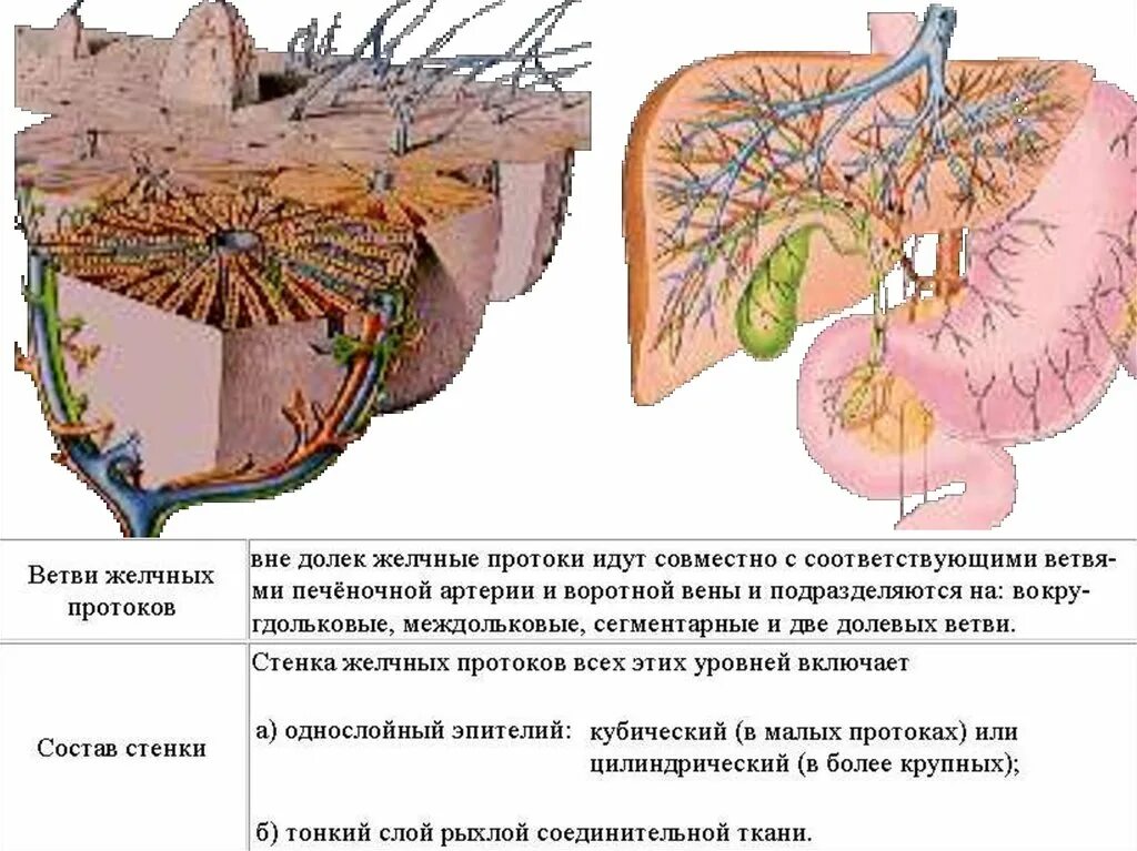 Эпителий печени и поджелудочной железы. Желчевыводящие пути печени гистология. Желчные протоки печени гистология. Строение стенки желчного протока. Строение желчного пузыря гистология.