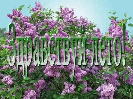 Привет майя