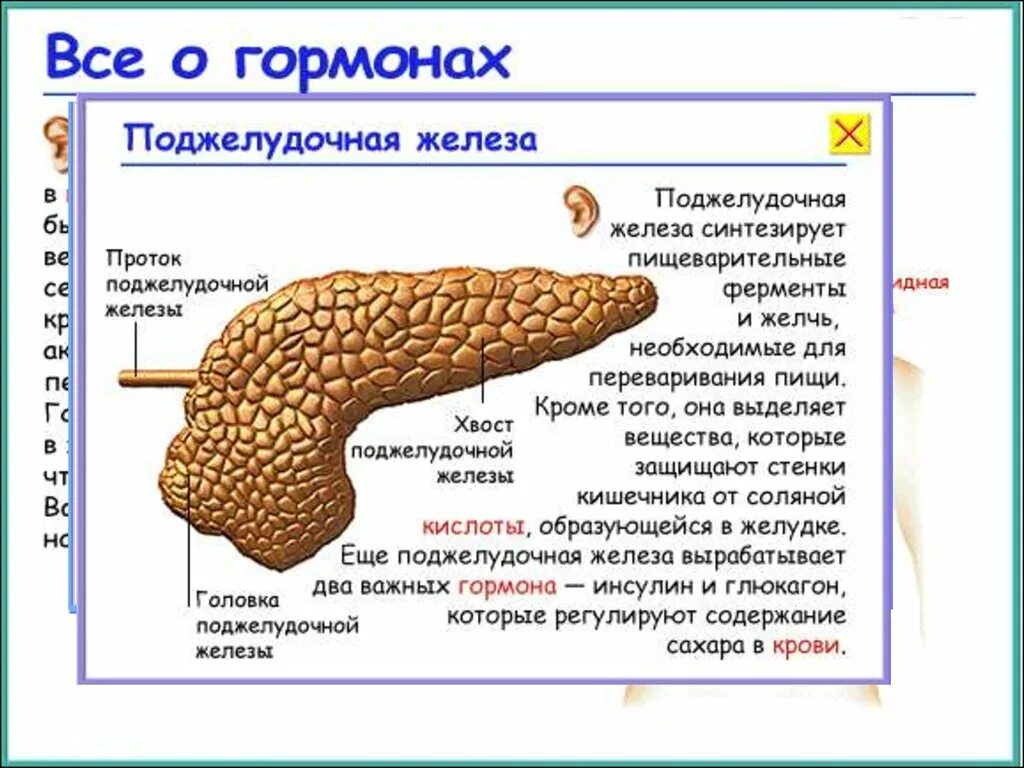 Всё о гормонах. Гормоны нервной системы. Какой орган человека вырабатывает никотиновую кислоту. Пищеварительная железа выделяющая гормон. Гормон центральной нервной системы