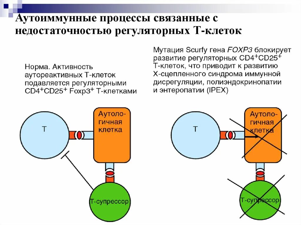 Аутоиммунный процесс. Развитие аутоиммунного процесса в организме. Аутоиммунные процессы в организме что это. Аутоиммунные процессы возникают при. Регуляторные т лимфоциты