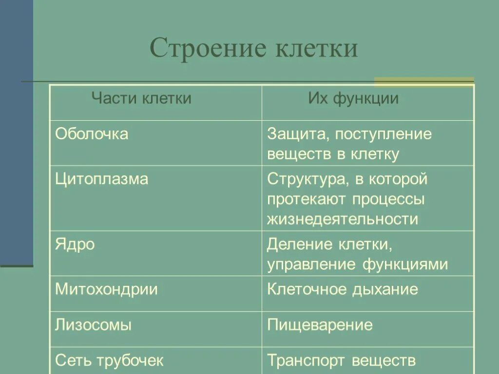 Картинки КЛЕТОЧНЫЙ СОК РАСТИТЕЛЬНОЙ КЛЕТКИ СОДЕРЖИТСЯ