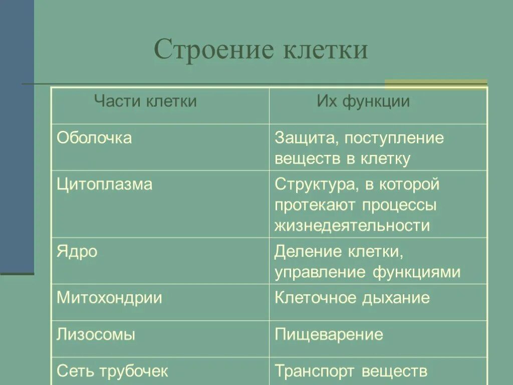 Какую часть выполняет тубус