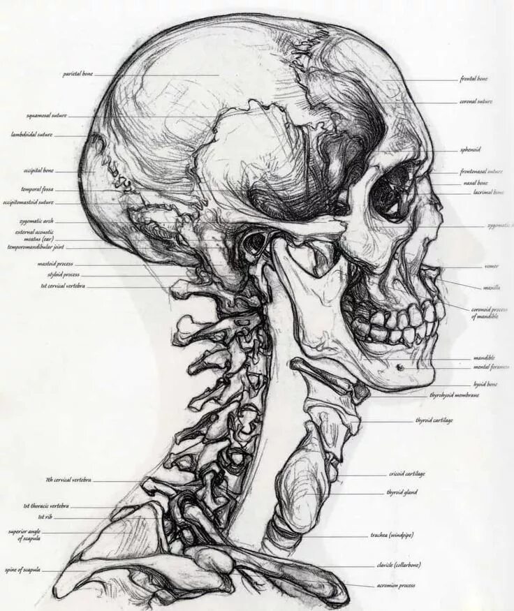 Анатомия картинки. Анатомия черепа и шеи человека. Анатомия скелета лица. Зарисовка черепа анатомия.