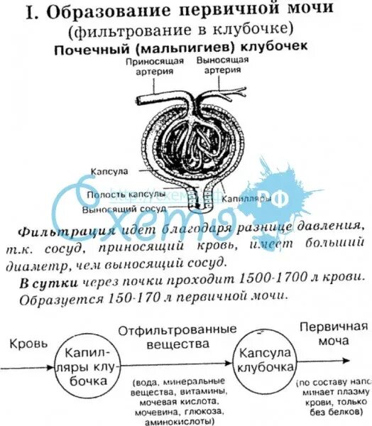 Какие структуры участвуют в образовании мочи. Схема образования первичной и вторичной мочи. Первичная и вторичная моча схема образования. Механизм образования первичной мочи схема. Первичная и вторичная моча образование.