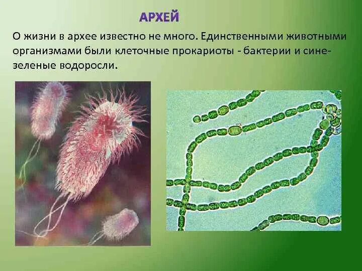 Цианобактерии Архей. Бактерии и археи. Археи прокариоты и эукариоты. Прокариоты бактерии и археи.