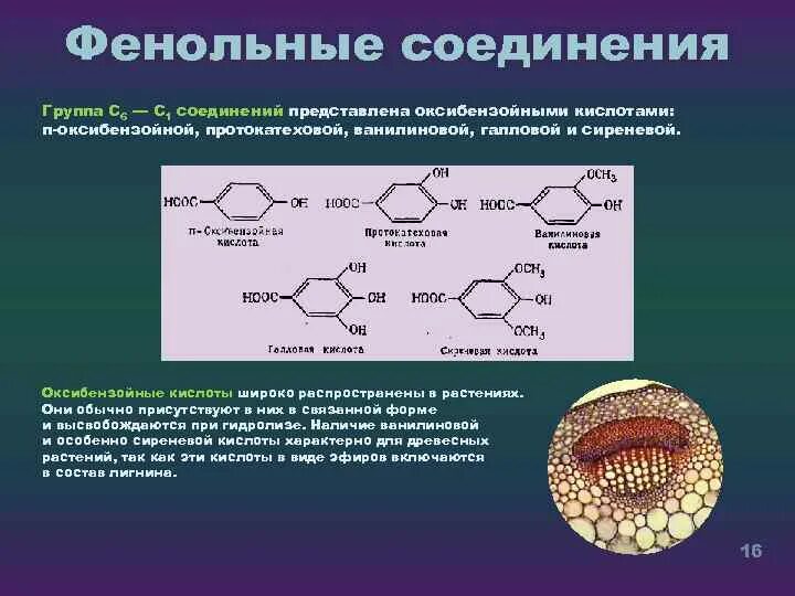 Определение фенольных соединений. Фенольные соединения. вторичные метаболиты. классификация фенольных соединений.