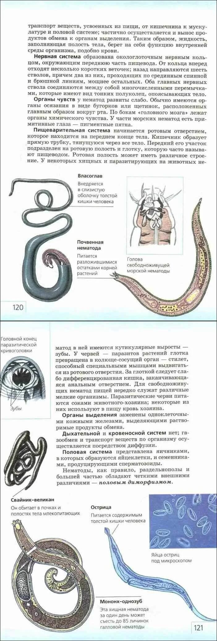 Тип круглые черви 7 класс биология таблица. Учебник биологии 7 класс плоские и круглые черви. круглые черви паразиты человека таблица. круглые черви егэ биология. учебное пособие по червям.