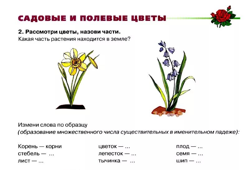 Лексическая тема: цветы садовые луговые. Лексическая тема растения. Лексическая тема цветы задания. Задания по лексической теме цветы. Планирование первоцветы подготовительная группа