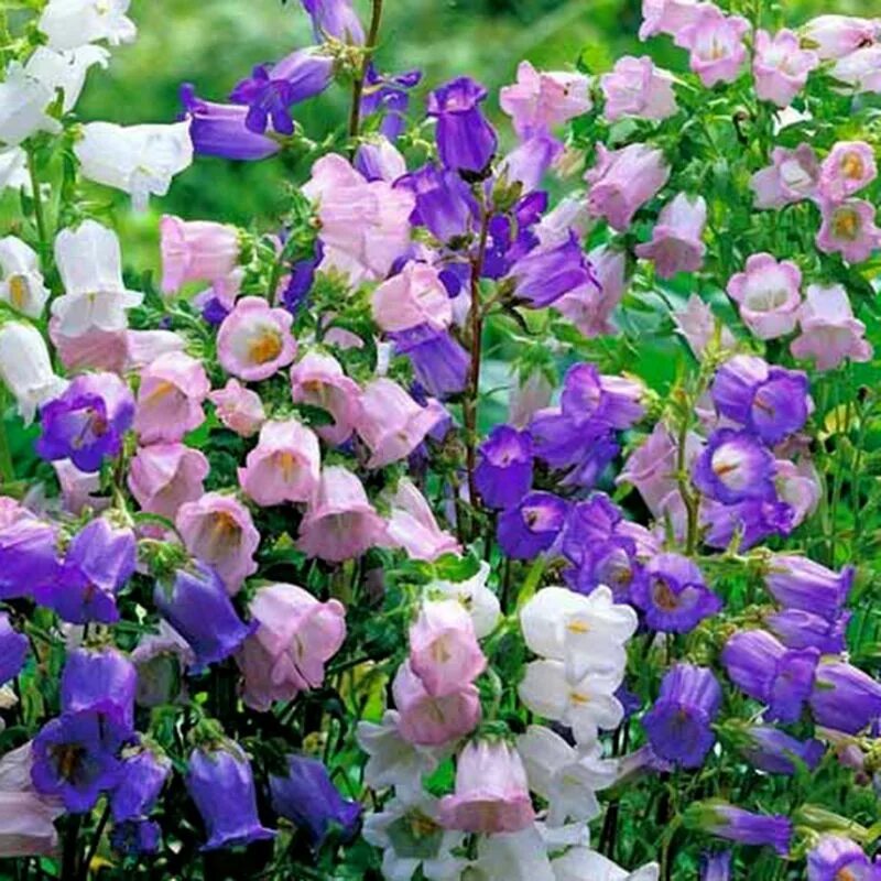 Цветы колокольчик махровый. Колокольчик персиколистный (campanula persicifolia `takion blue`). Колокольчик садовый кампанула семена. Цветы колокольчик махровый. Колокольчик средний махровая смесь.