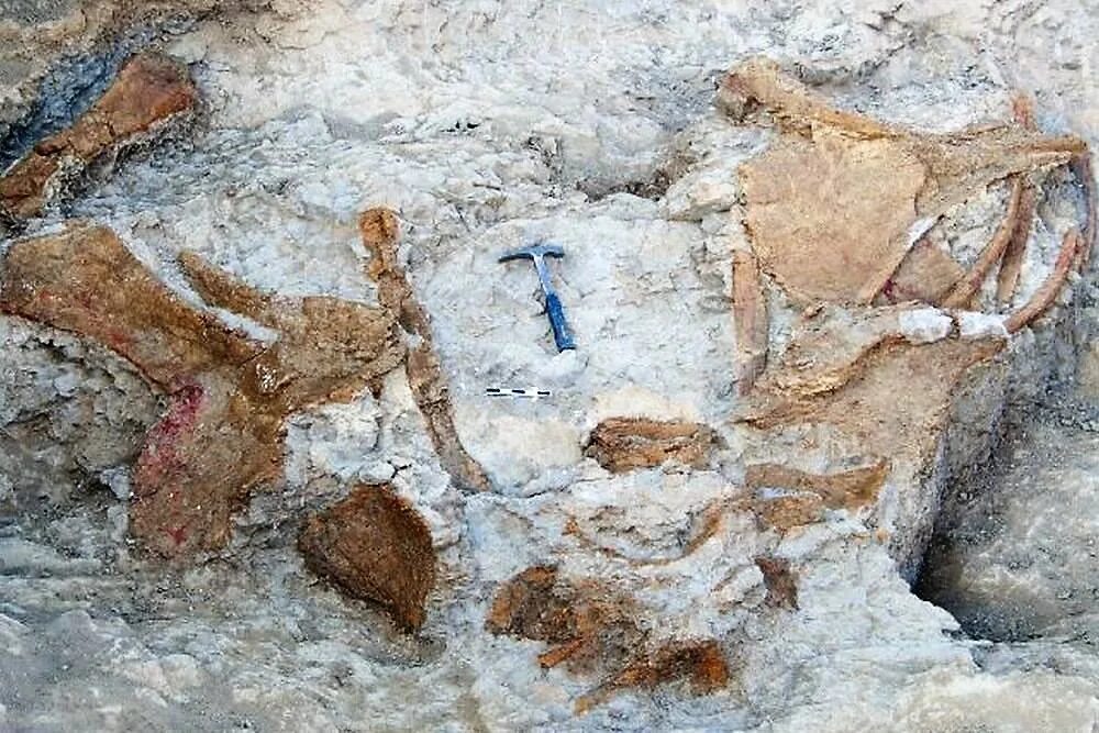 Нашли доисторическую девушку 40 миллионов лет. Окаменелые останки человека. Окаменелые останки мелового периода. Окаменелые останки первых тараканов.
