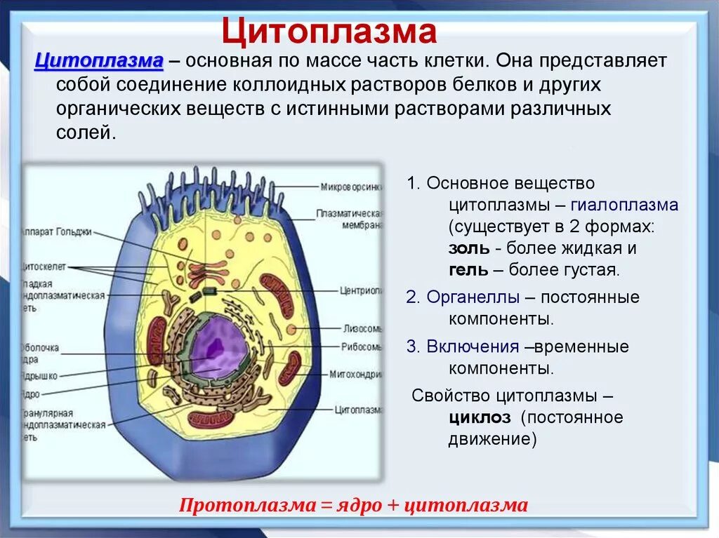 Строение эукариотической клетки цитоплазма клетки. Клеточная структура цитоплазмы. Строение цитоплазмы клетки эукариот. Строение цитоплазмы эукариотической клетки.