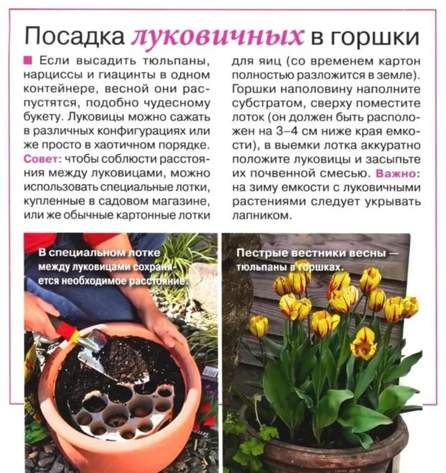 Через какое время после посадки цветет