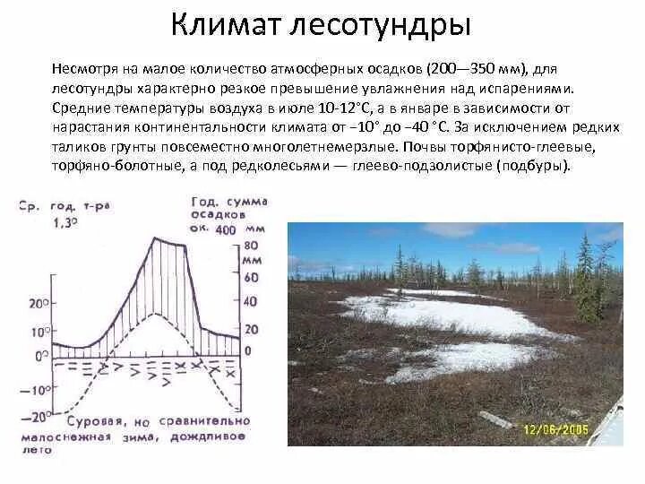 Лесотундра климат. Климат лесотундры в России. Кол во осадков в лесотундре. Годовые осадки в лесотундре.