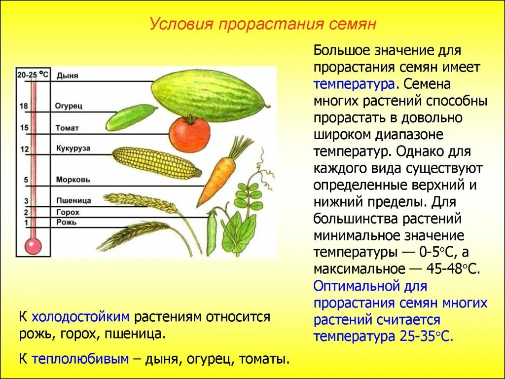 Презентация прорастание семян 6 класс пасечник. Температура прорастания семян 6 класс биология. Условия прорастания семян биология 6. Условия произрастания семян 6 класс. Условия прорастания растений.