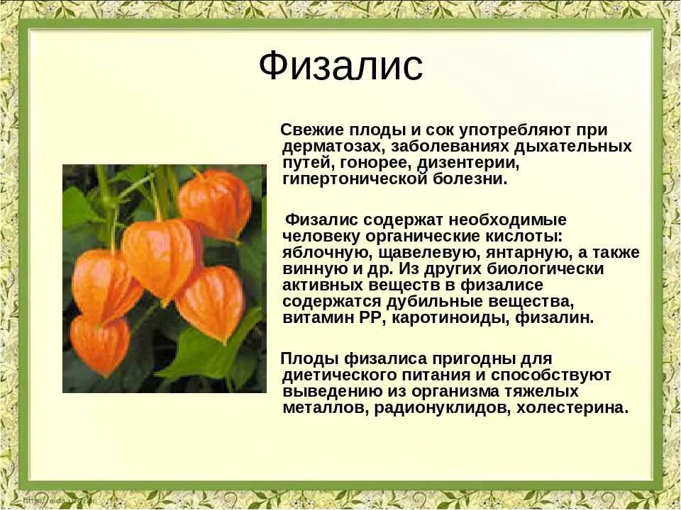 Физалис плоды. Физалис Паслёновые. Физалис съедобный. Чем полезен физалис.