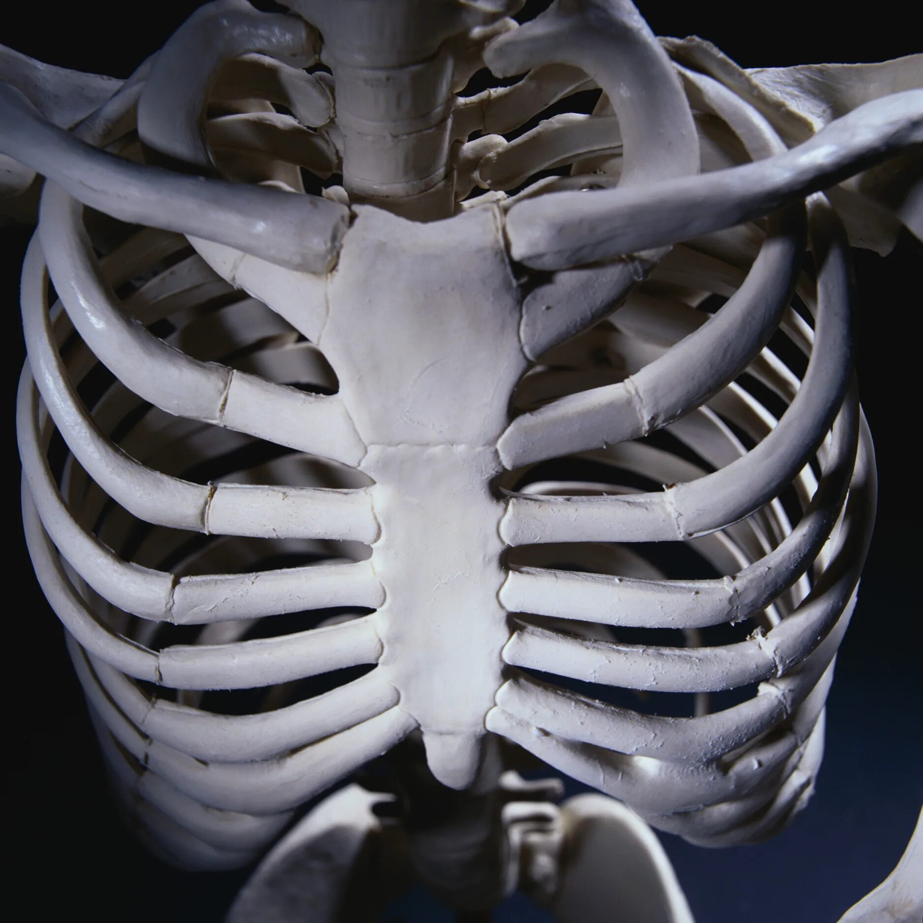 Грудина скелет. Скелет грудной клетки. Скелет грудной клетки человека. Скелет человека грудная клетка кости рёбра.