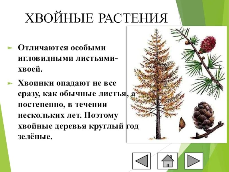 Хвойные растения доклад