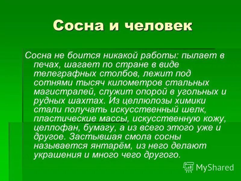 Использование сосны. Ликворные синдромы. Лекарственное использование сосны. Породы древесины. Применение сосны.