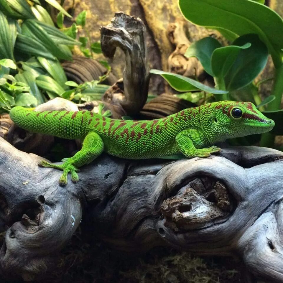 Глазчатая ящерица. Отряд чешуйчатые хамелеоны. Игуана обыкновенная ( iguana iguana). Крокодилы хамелеоны. Ошейниковая игуана.