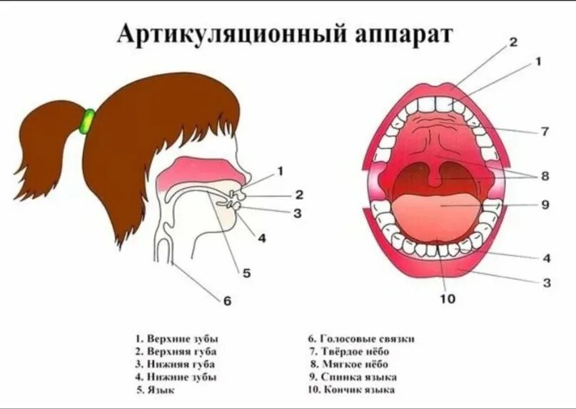 Голосовой букв. Строение артикуляционного отдела речевого аппарата. Строение артикуляционного аппарата логопедия. Схема «строение артикуляционного аппарата». Схема речевого аппарата человека.