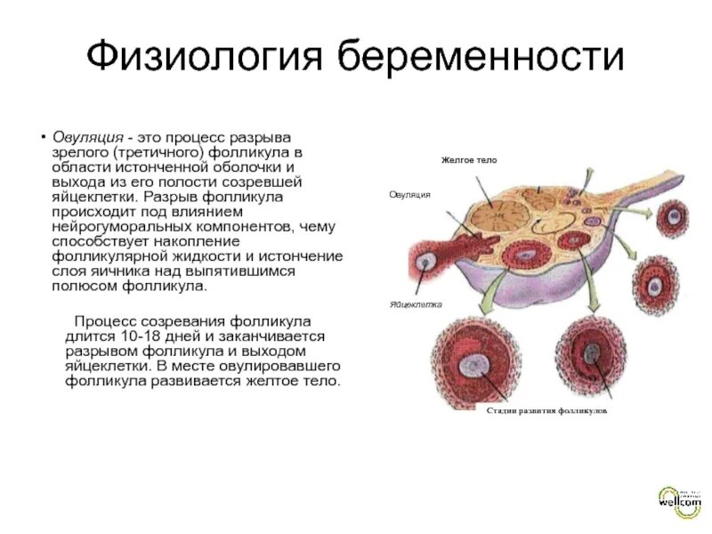 Что такое овуляция кратко. Овуляция разрыв фолликула. Процесс выхода яйцеклетки. Разрыв фолликула созревает яйцеклетка.