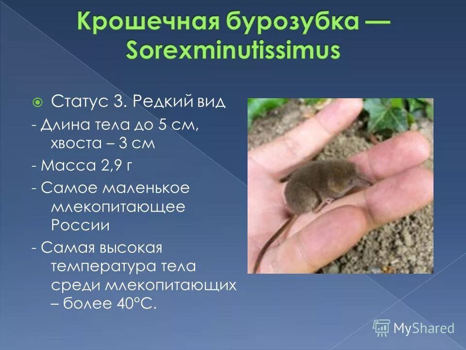 Крошечный длина. Этрусская карликовая бурозубка. Самая маленькая единица времени. Этрусская землеройка. Самая маленькая единица измерения времени.