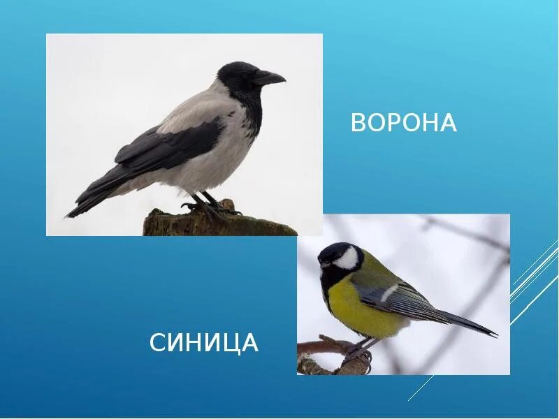 Ворон и синица