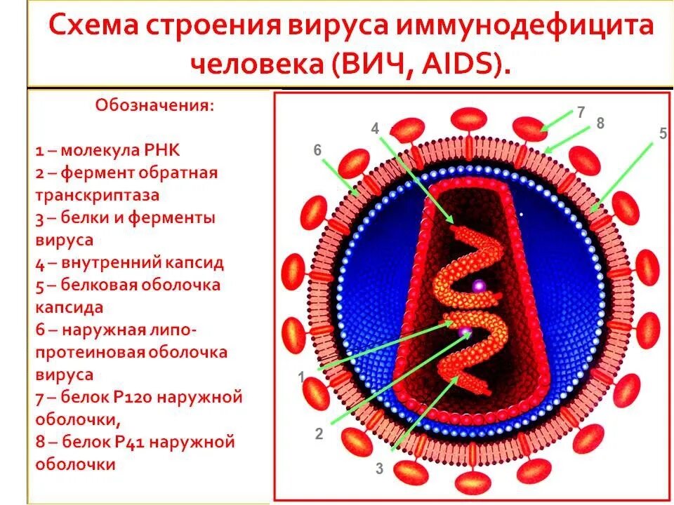 Схематичное строение спида. Строение вириона вич. строение вириона вич инфекция. структура вириона вируса иммунодефицита человека. ферменты вириона вич.