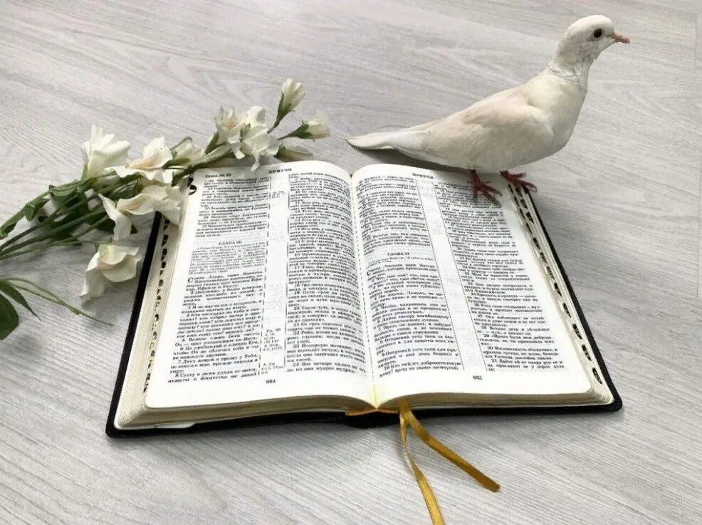 Слово Божье. Голубь и Библия. Читай Библию. Слово Божие книга. Слово божье книга