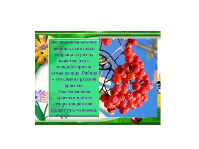 Калина рябина текст. Гроздья рябины стихи. рябина стих рябина. стихи о рябине короткие красивые. рябины гроздья алые стихотворение.