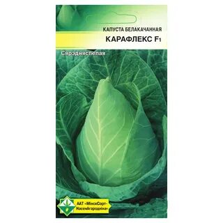 Капуста сорт везувий
