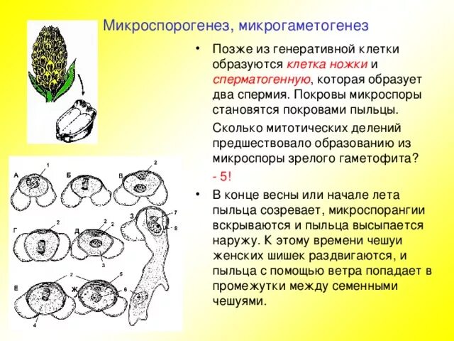 Строение пыльцы голосеменных растений. Строение пыльцевого зерна сосны. Строение пыльцевого зерна голосеменных. Строение гаметофита голосеменных. Рисунок женского гаметофита