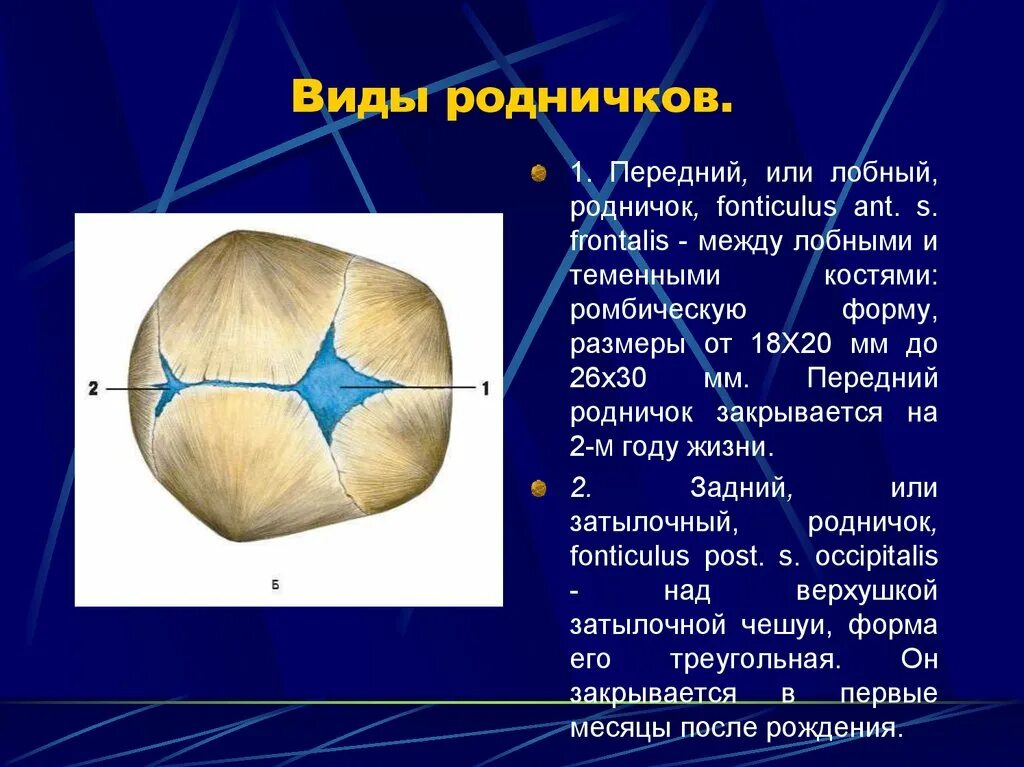 Родничок у грудных. Передний Родничок черепа новорожденного. Швы и роднички черепа анатомия. Роднички черепа новорожденного таблица. Большой Родничок у новорожденного ограничен костями черепа.