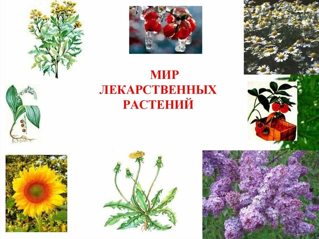 Лекарственные растения для детей. Лекарственные растения в доу. Лекарственные растения для дошкольников. Лекарственные травы детям. Лекарственные травы для дошкольников.