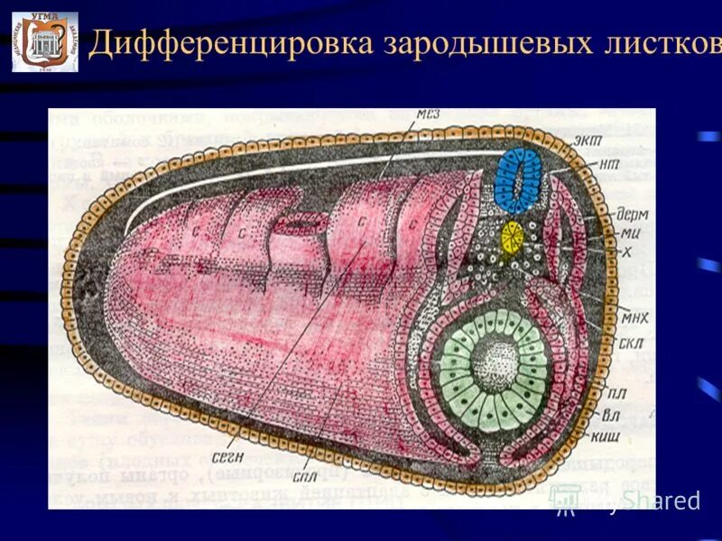 Вторичная полость тела зародышевый листок. Эмбриогенез животных. Целомический эпителий зародыша. Зародышевый листок позвоночного животного. Стадии гаструляции эмбриогенеза.
