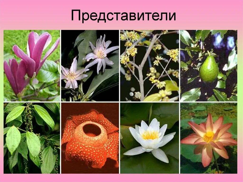 Обитания покрытосеменных. Покрытосеменные цветковые растения. Многообразие цветковых растений. Разнообразие цветковых. Разнообразие цветов.